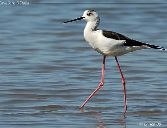 Animali 247
